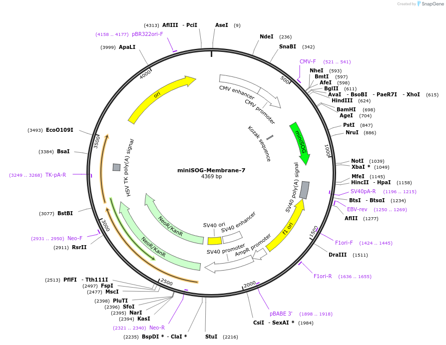 62783-plasmid-map-sequence-id-324213