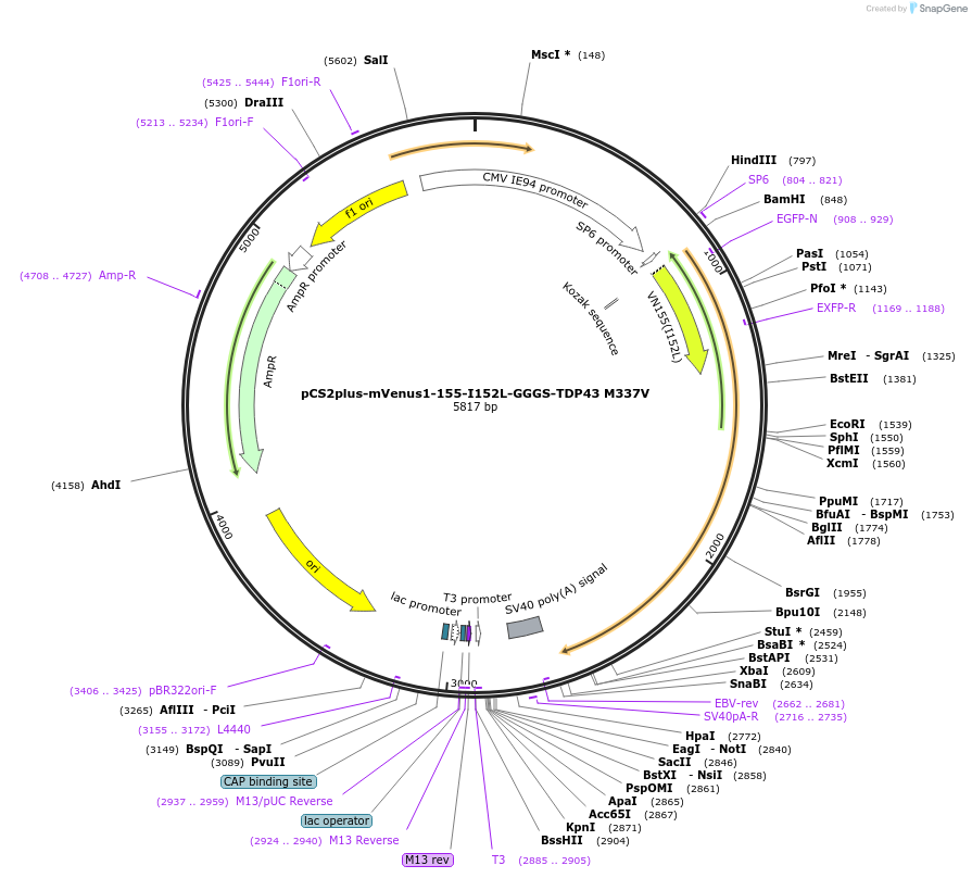 162615-plasmid-map-sequence-id-324218