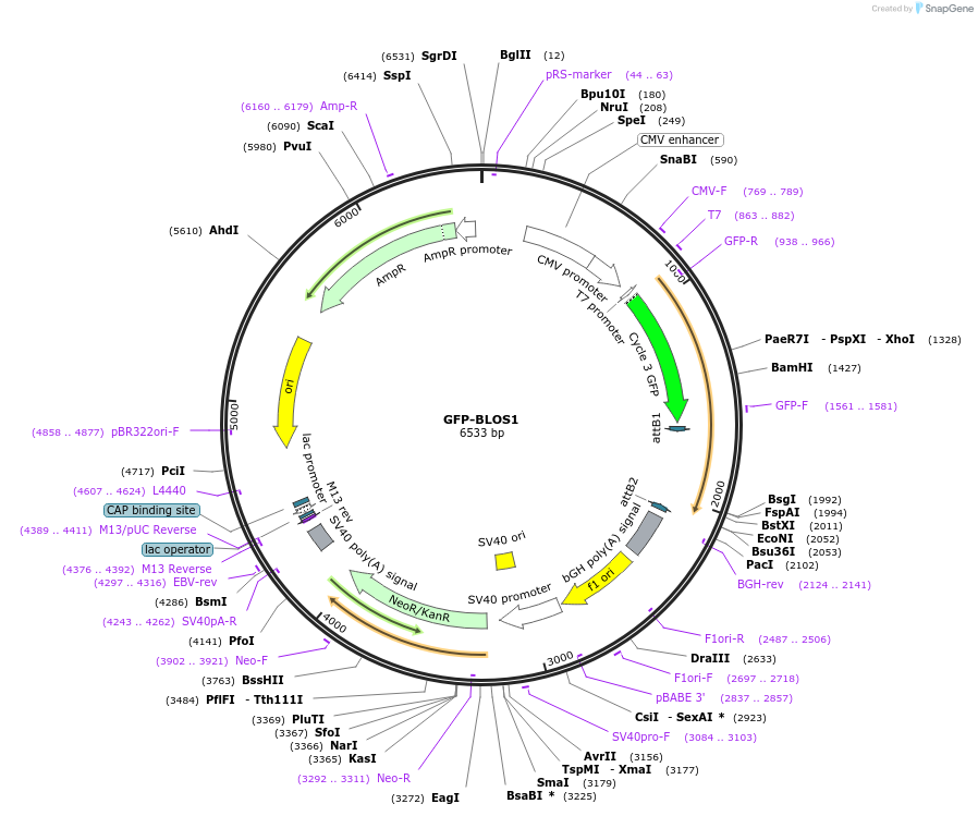 164625-plasmid-map-sequence-id-324223