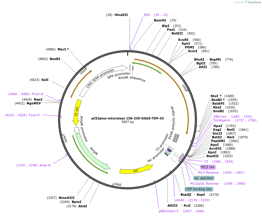 162617-plasmid-map-sequence-id-324260