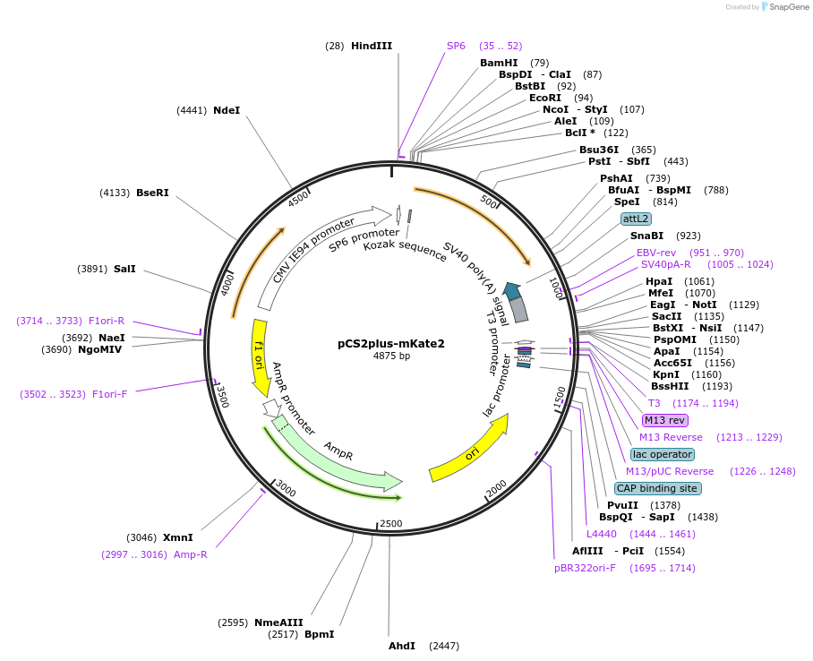 162624-plasmid-map-sequence-id-324263