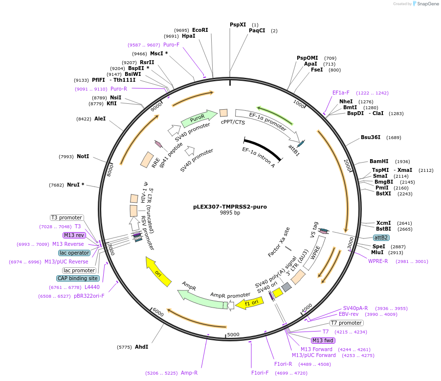 158457-plasmid-map-sequence-id-324267