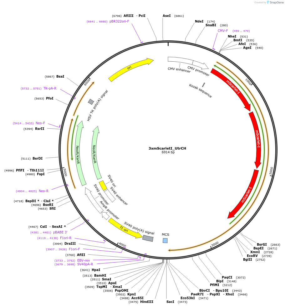 112962-plasmid-map-sequence-id-324282