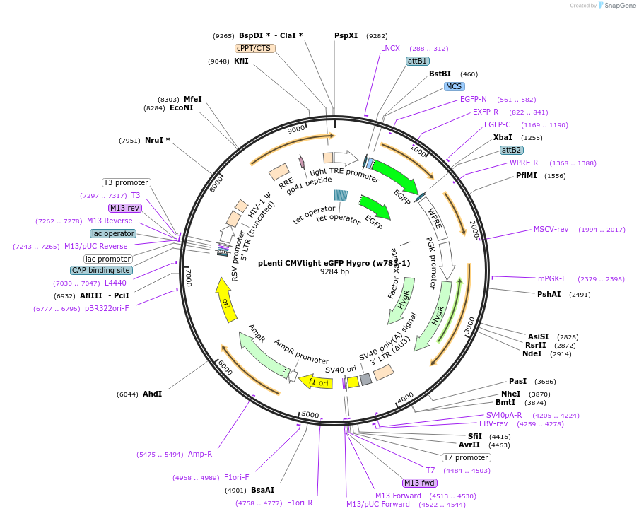 26585-plasmid-map-sequence-id-324283