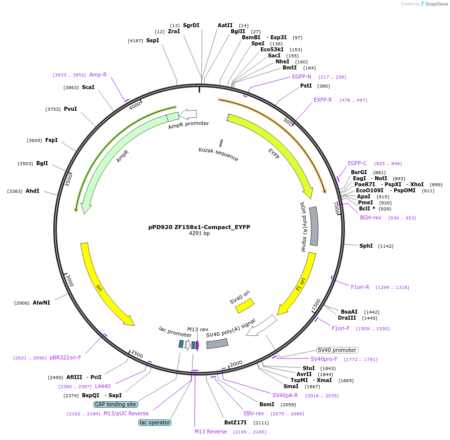 138914-plasmid-map-sequence-id-324286