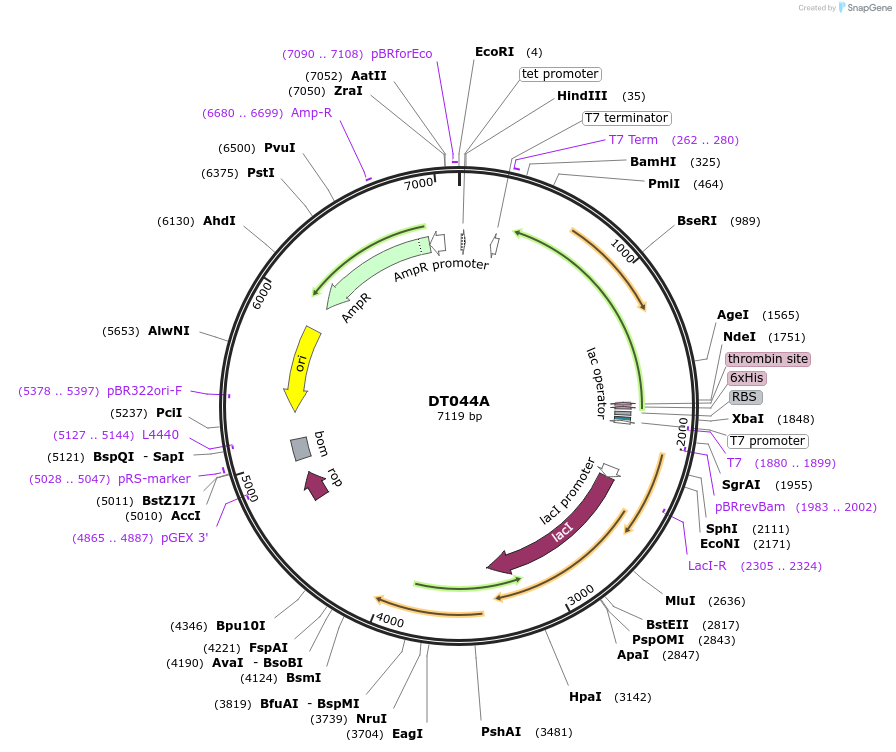 159405-plasmid-map-sequence-id-324289