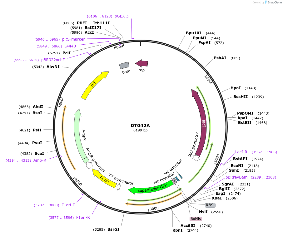 159403-plasmid-map-sequence-id-324290