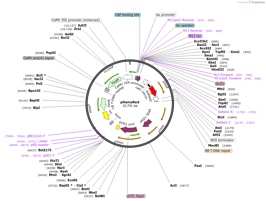 69709-plasmid-map-sequence-id-324291