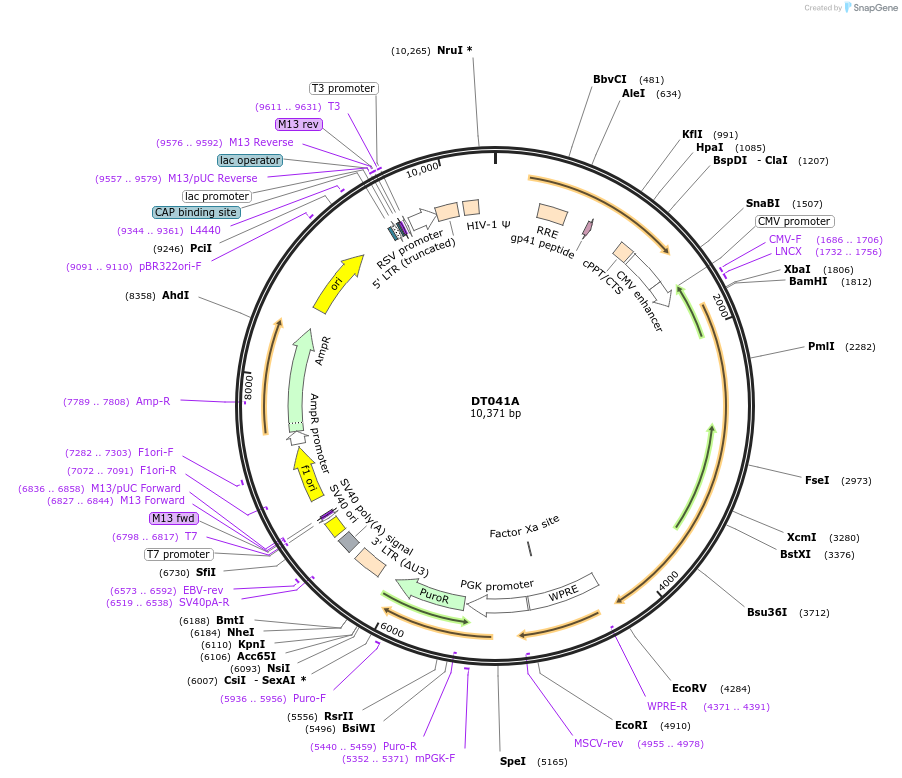 159402-plasmid-map-sequence-id-324292