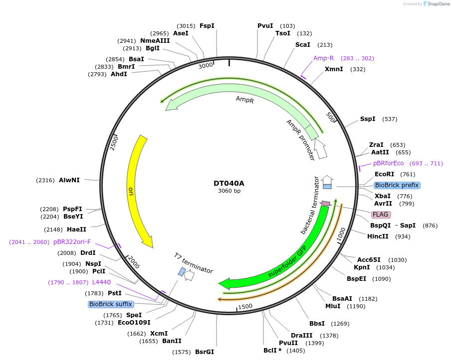 159401-plasmid-map-sequence-id-324293