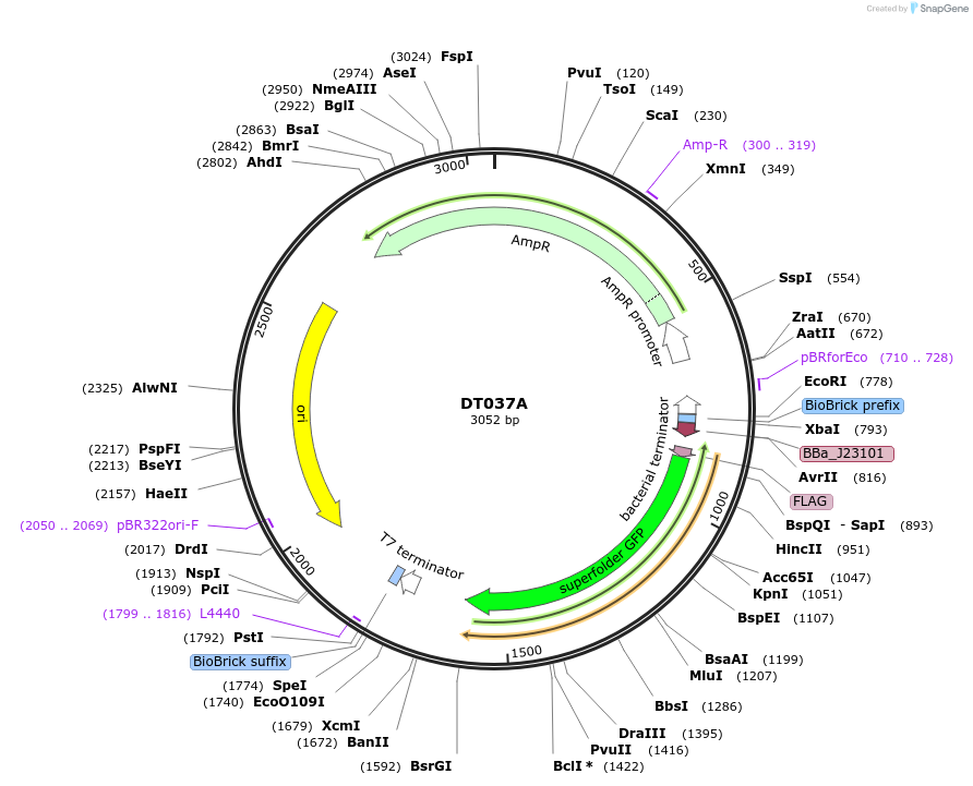 159398-plasmid-map-sequence-id-324298