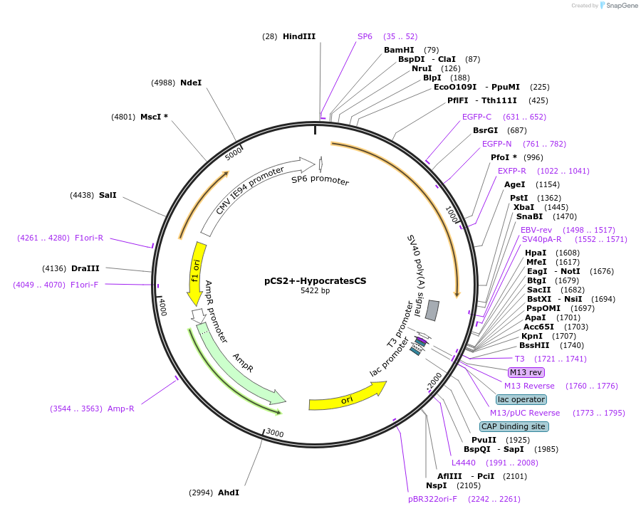 161960-plasmid-map-sequence-id-324303