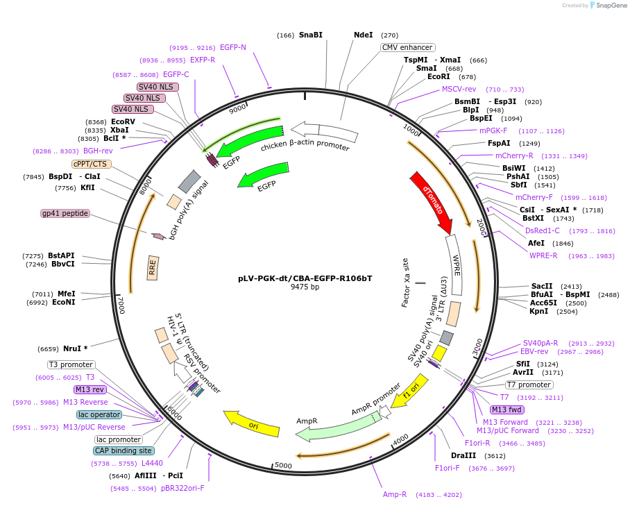 163921-plasmid-map-sequence-id-324304