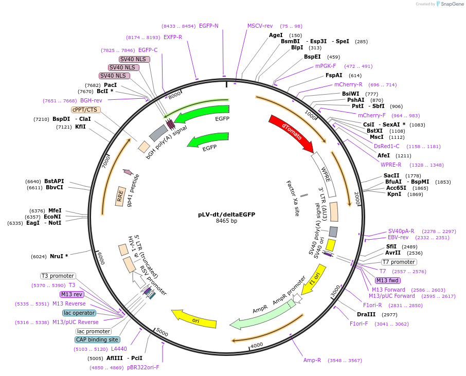 163919-plasmid-map-sequence-id-324306