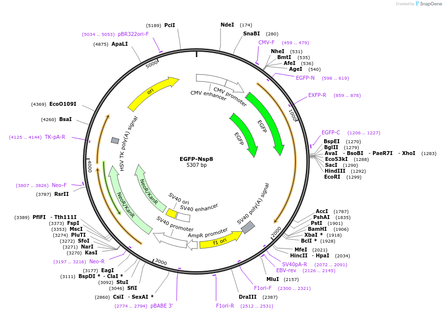 165114-plasmid-map-sequence-id-324307