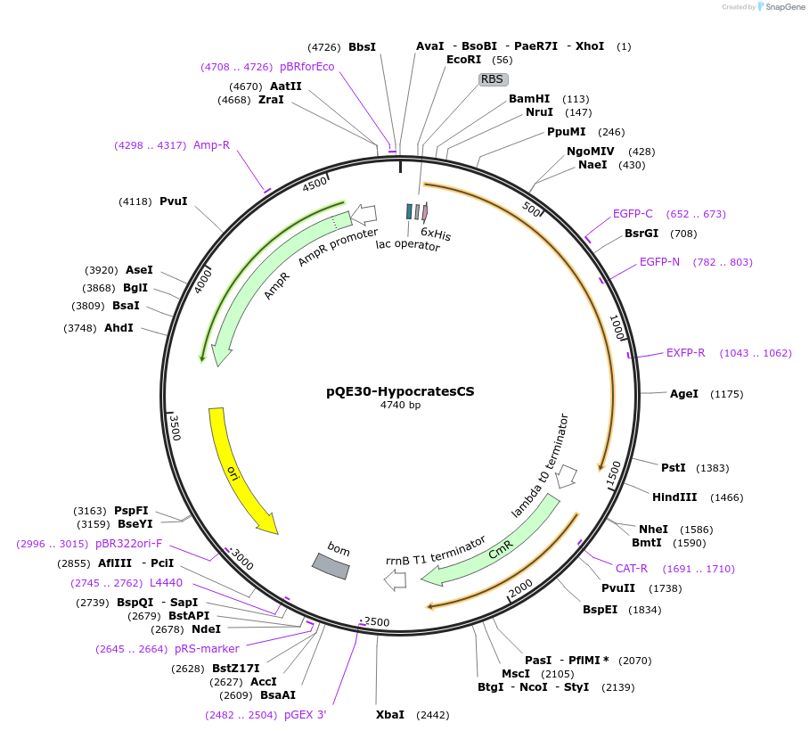 161957-plasmid-map-sequence-id-324311