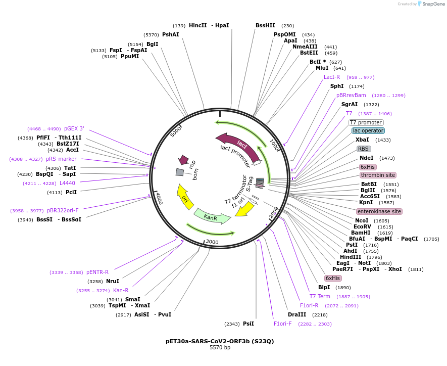 165088-plasmid-map-sequence-id-324312