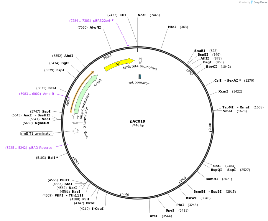 156350-plasmid-map-sequence-id-324316