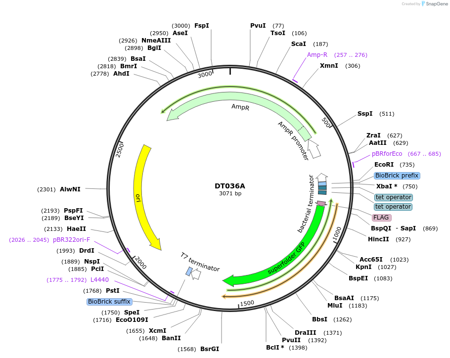 159396-plasmid-map-sequence-id-324317