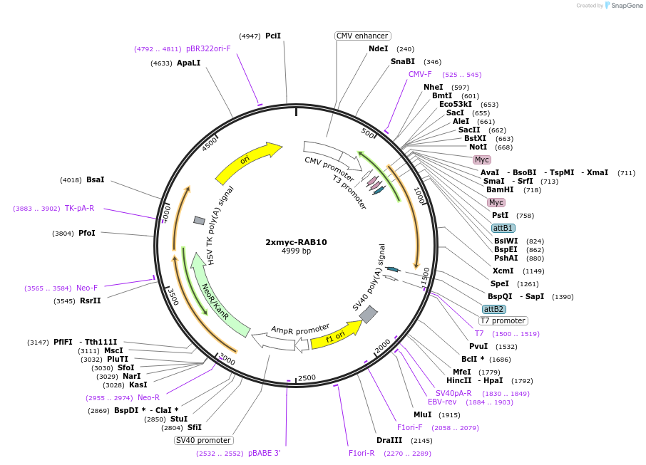 164631-plasmid-map-sequence-id-324319