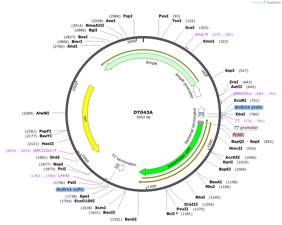 159404-plasmid-map-sequence-id-324320