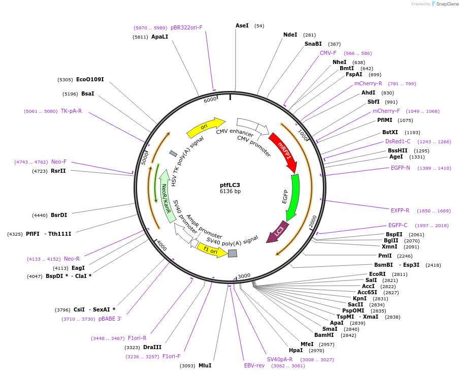 21074-plasmid-map-sequence-id-324322
