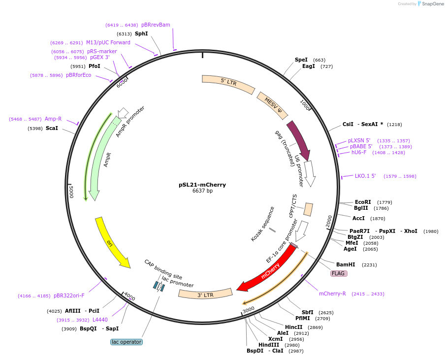 164410-plasmid-map-sequence-id-324328
