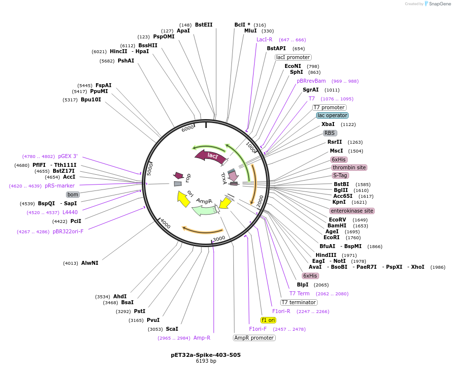 165095-plasmid-map-sequence-id-324331