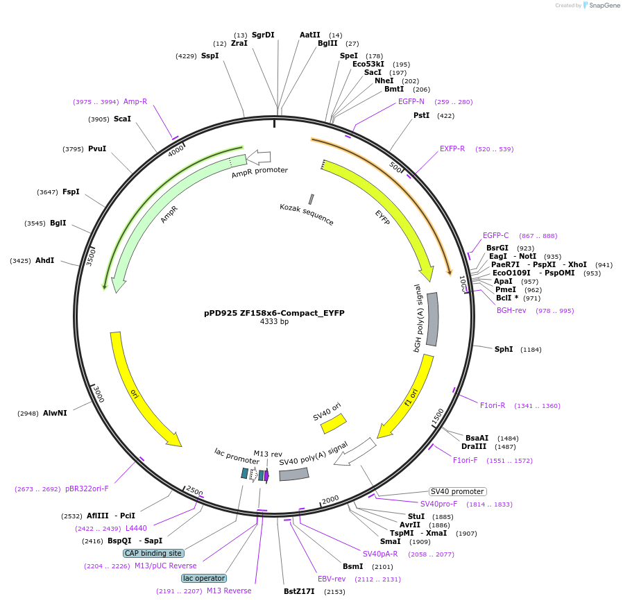 138919-plasmid-map-sequence-id-324332