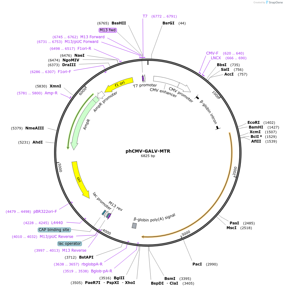 163612-plasmid-map-sequence-id-324334