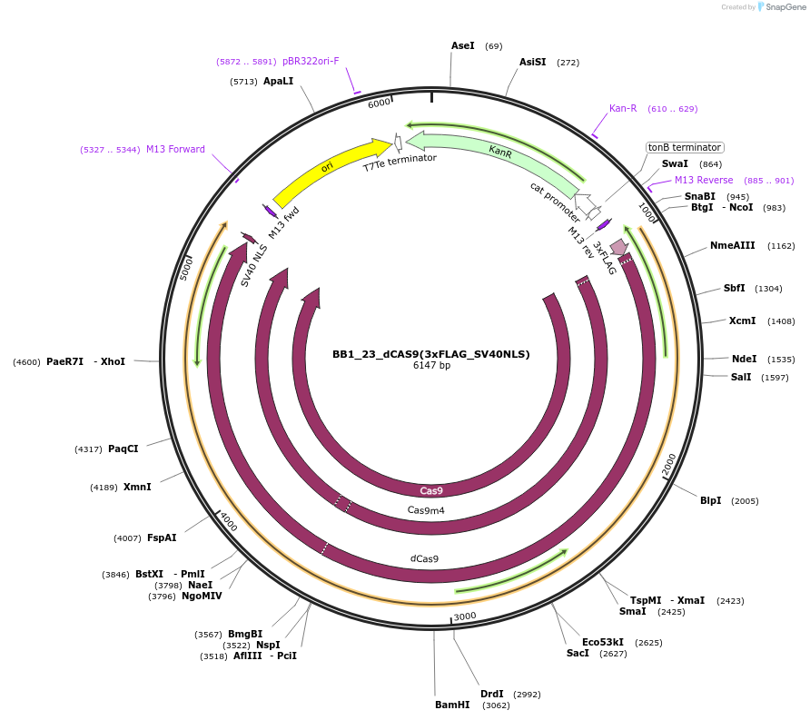 161478-plasmid-map-sequence-id-324342