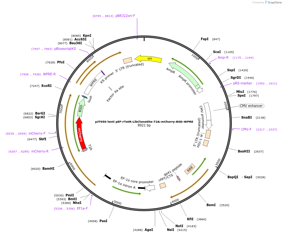 161925-plasmid-map-sequence-id-324343