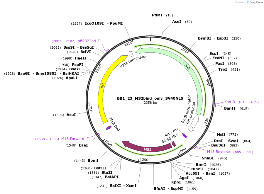 161480-plasmid-map-sequence-id-324347