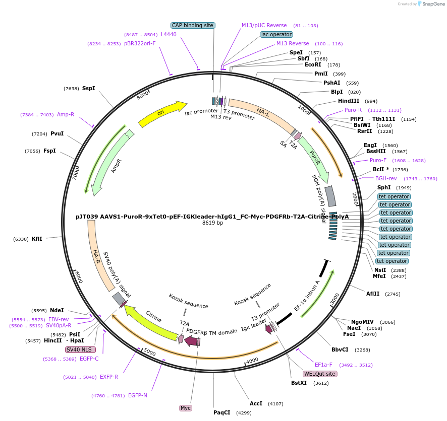 161927-plasmid-map-sequence-id-324349