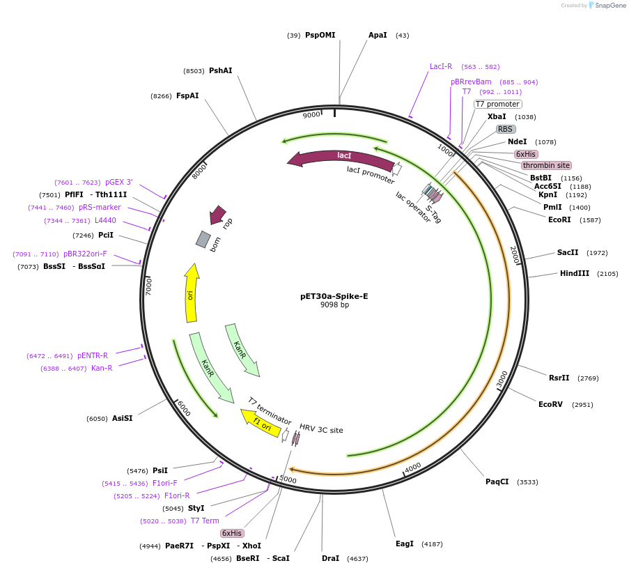 165096-plasmid-map-sequence-id-324361