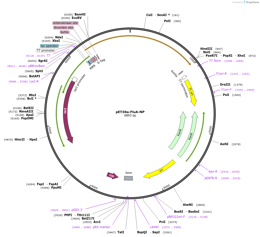165092-plasmid-map-sequence-id-324362