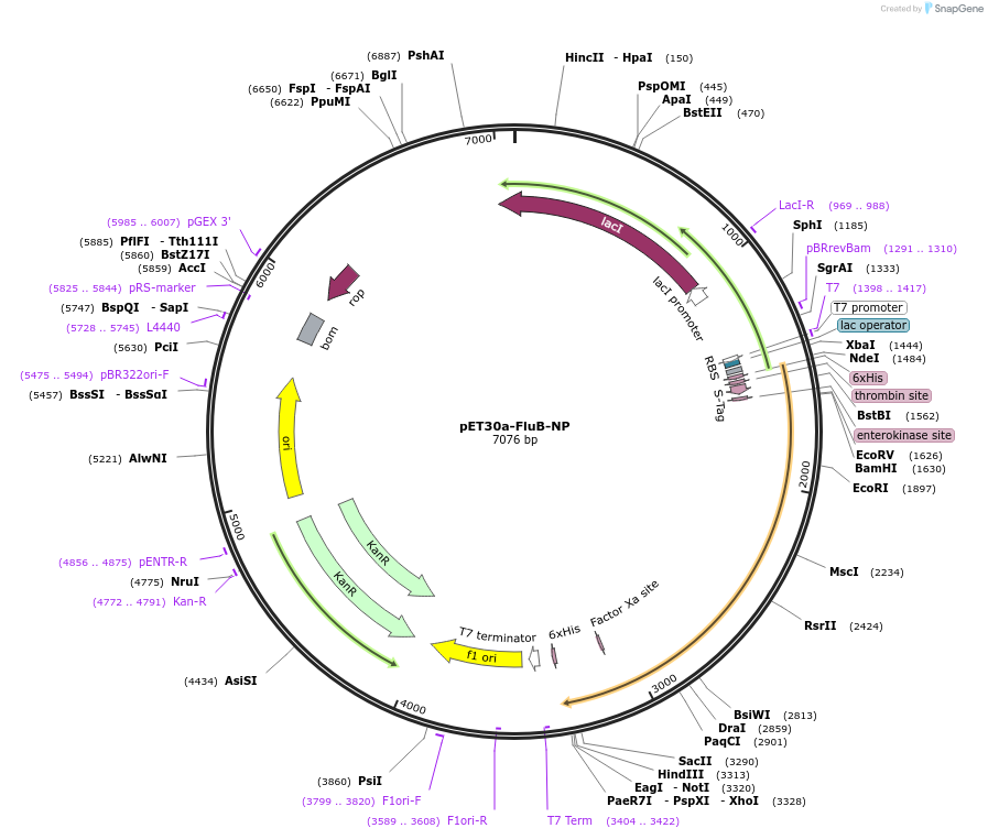 165093-plasmid-map-sequence-id-324363