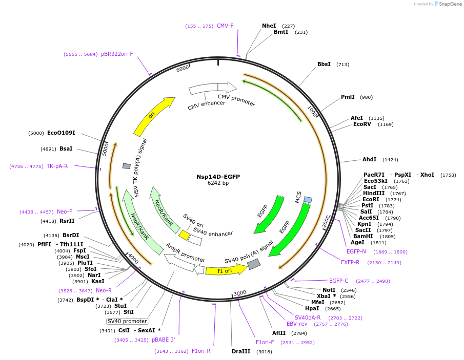 165125-plasmid-map-sequence-id-324366