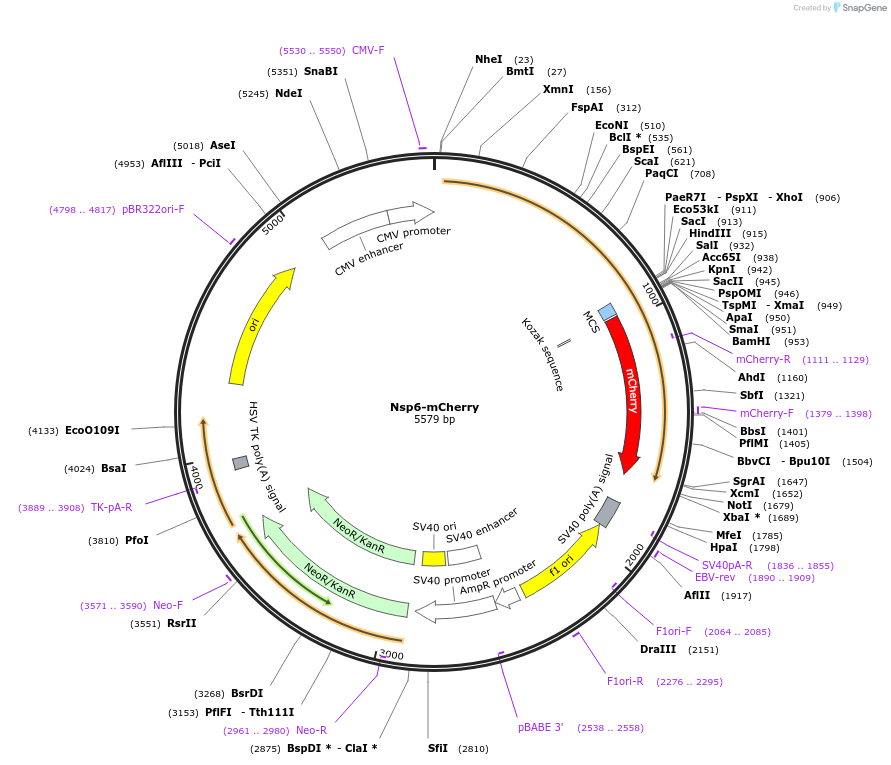 165133-plasmid-map-sequence-id-324470