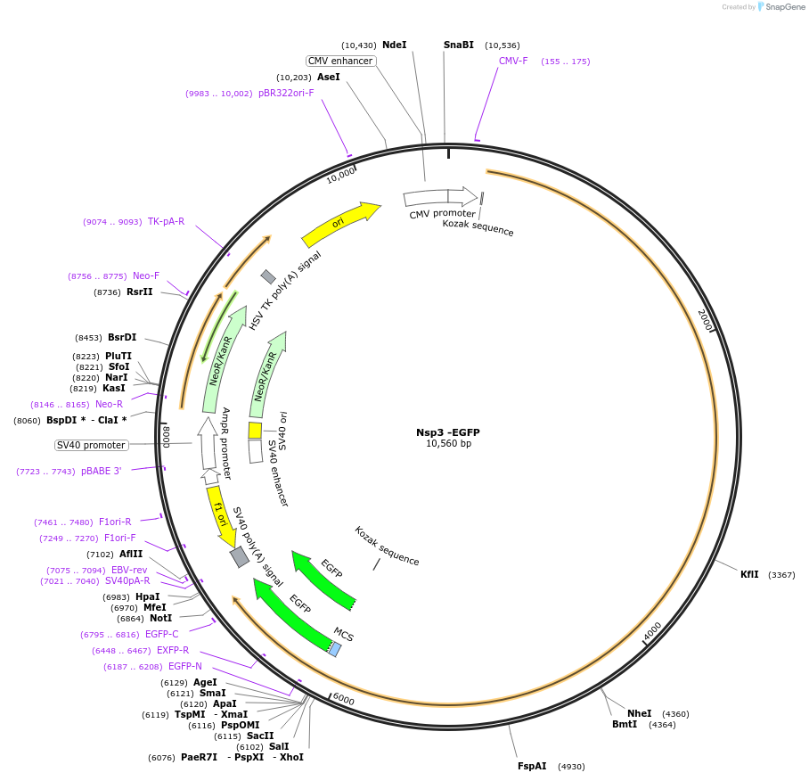 165108-plasmid-map-sequence-id-324472