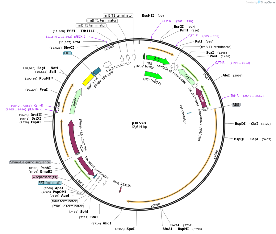 155388-plasmid-map-sequence-id-324484