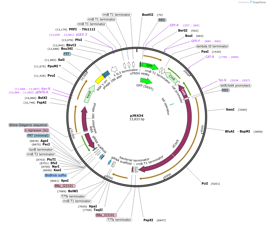 155378-plasmid-map-sequence-id-324490