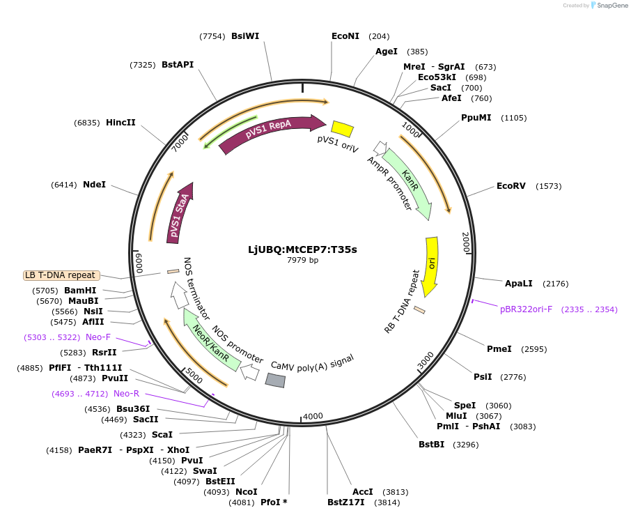 164731-plasmid-map-sequence-id-324493
