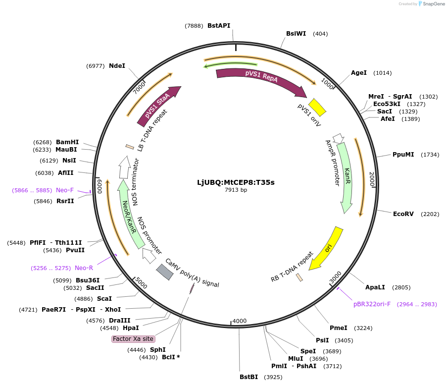 164732-plasmid-map-sequence-id-324494
