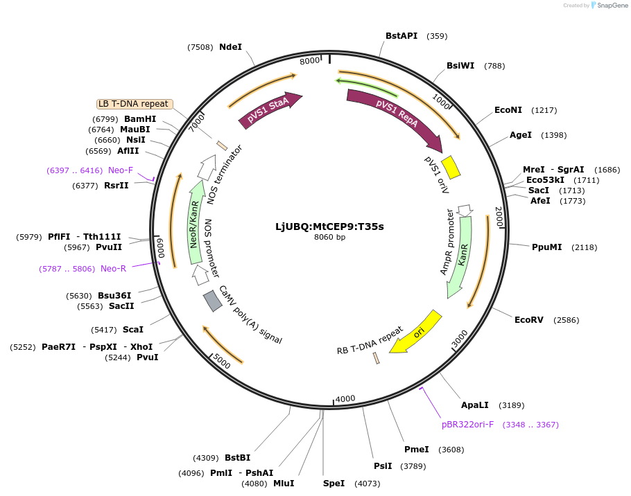 164733-plasmid-map-sequence-id-324495