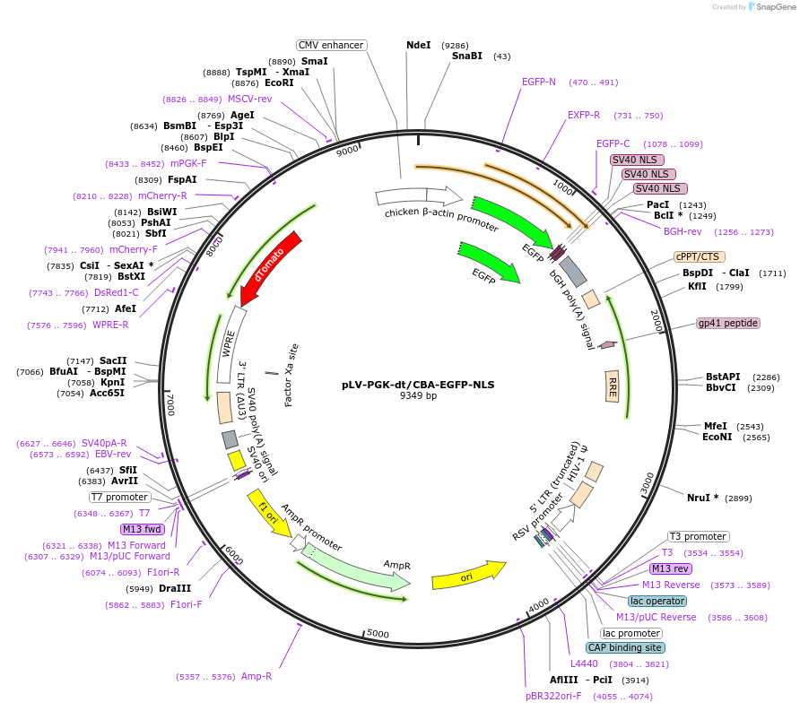 163918-plasmid-map-sequence-id-324499