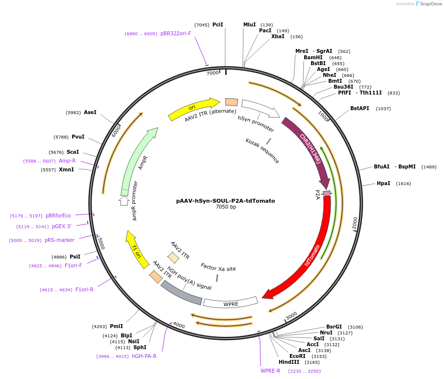 153019-plasmid-map-sequence-id-324501