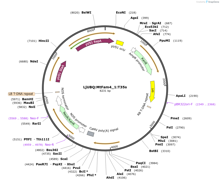 164737-plasmid-map-sequence-id-324505