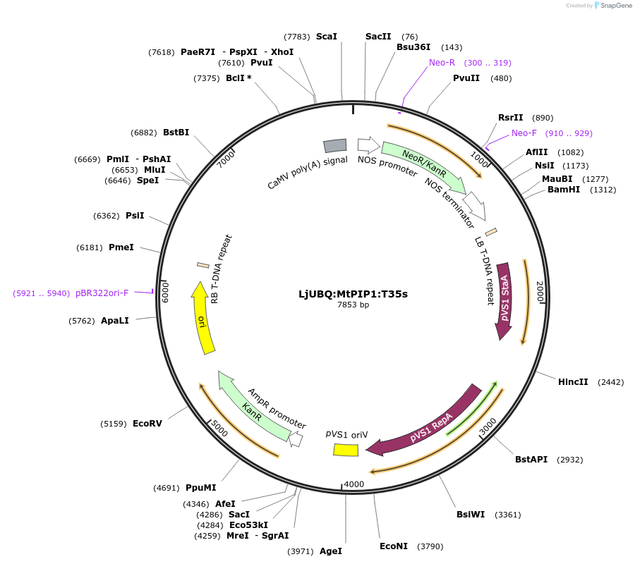 164761-plasmid-map-sequence-id-324506