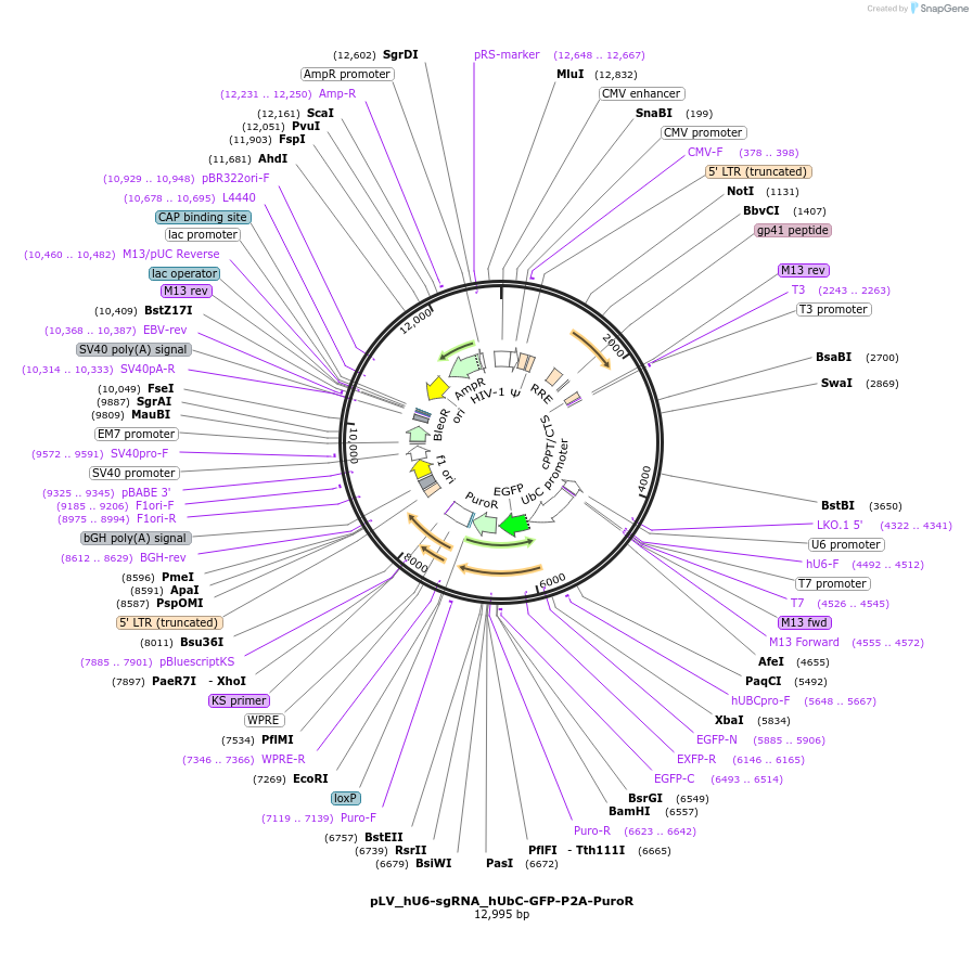 162335-plasmid-map-sequence-id-324507